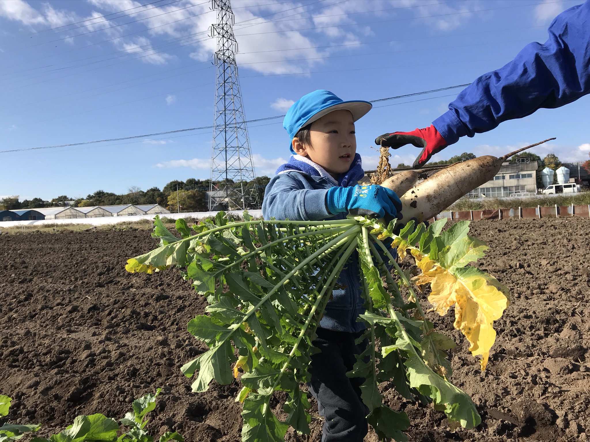 大根収穫