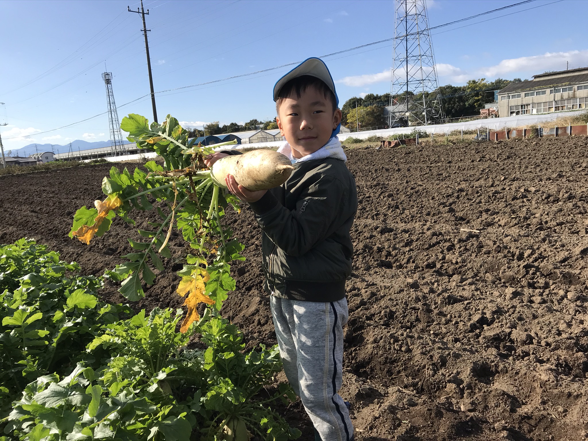 大根収穫