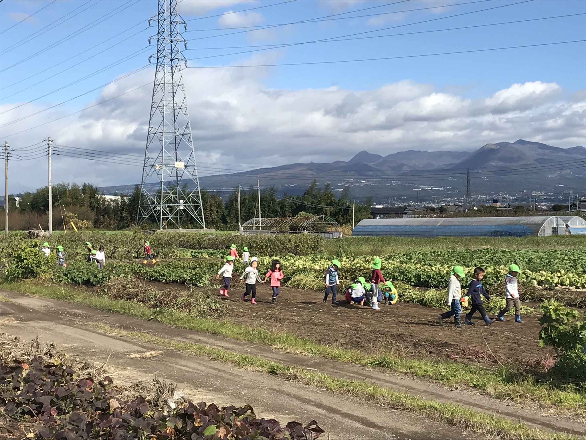 芋掘りツアー 年中さん